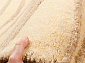 WAVES wheat