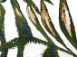 с цветами SCANDINAVIAN MONSTERA 6 круг 