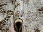 SUNRISE 2 D460 GRAY-BEIGE
