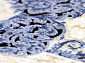 BAROQUE 18617 035