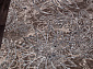 SIERRA d354 BEIGE-BROWN 2