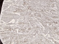 MOROCCO NP 268 CREAM Овал