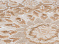 QATAR 33525 070 BEIGE Овал