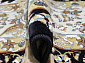 SHAHREZA d206 NAVY
