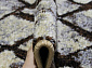 SUNRISE 2 D455 GRAY-BEIGE Овал