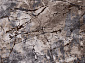 MARVEL O0732 795 GREY / BEIGE