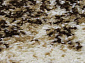 SUNRISE 2 D450 BEIGE Овал
