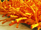 длинноворсовый Шегги TW orange