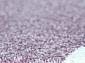 SOFIT 2922 LIGHT PURPLE