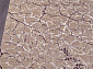 REGINA O0271 050 PURPLE