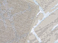 Ковровая Дорожка LIMAN F164 CREAM-BLUE