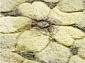 с цветами 90 LINE WOOLEN HANDK-KNOTTED 9611 NATURAL