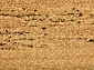  STANDARD SPINEL beige