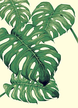 с цветами SCANDINAVIAN MONSTERA 2