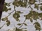 TOKIO 17974A GREY / L.GREEN